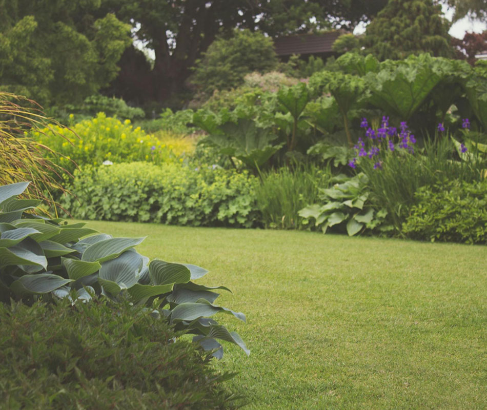 Tree and Shrub Care